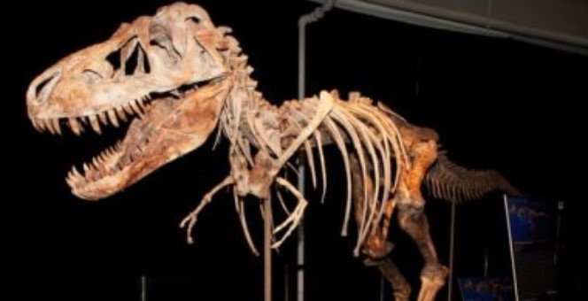 اكتشاف حفريات نادرة لديناصورات عمرها 70 مليون عام شرقي الصين